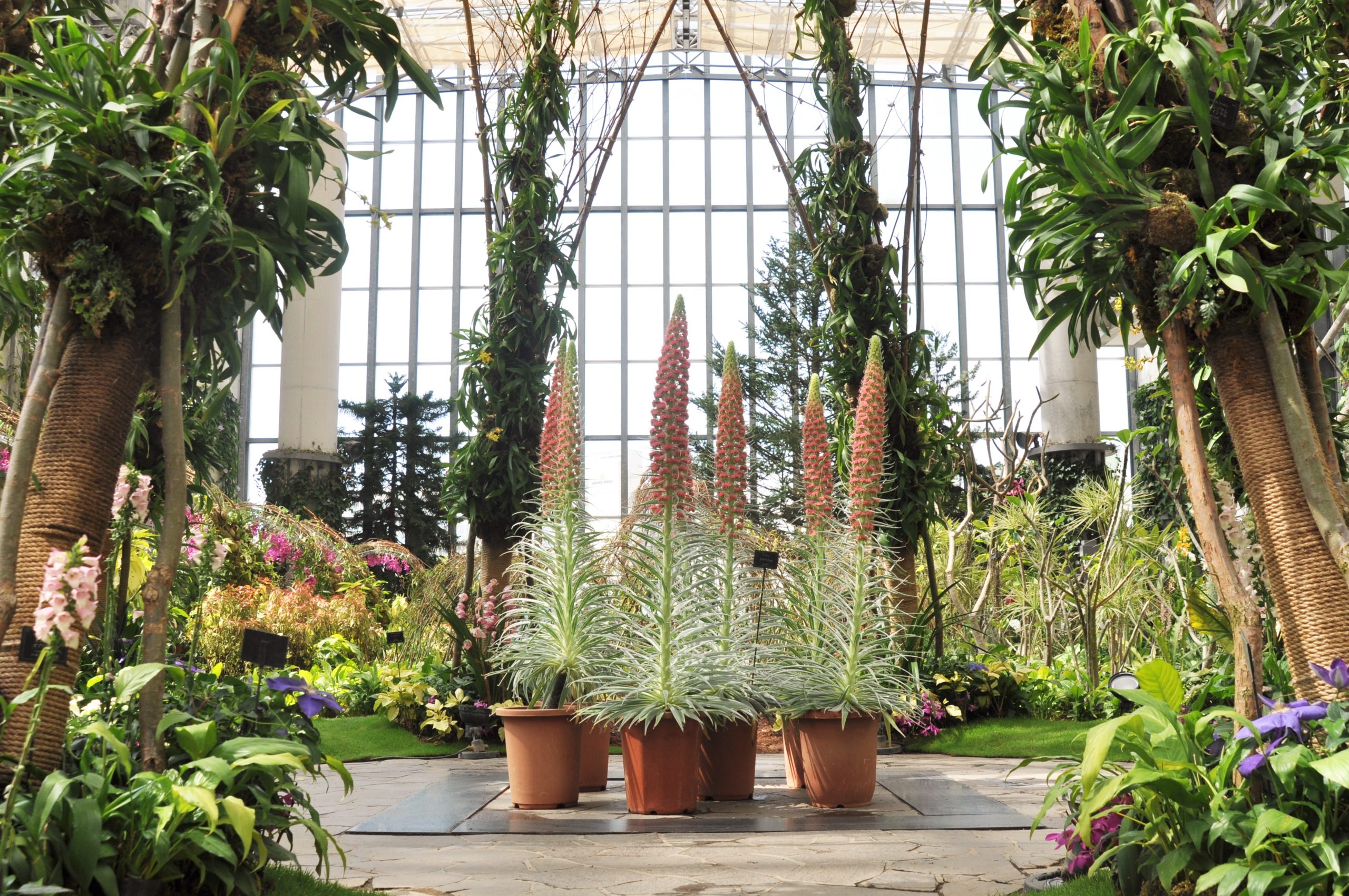 エキウム・ウィルドプレティ